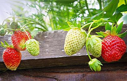 Xbox官推与粉丝互动 夸赞《塞尔达传说：旷野之息》